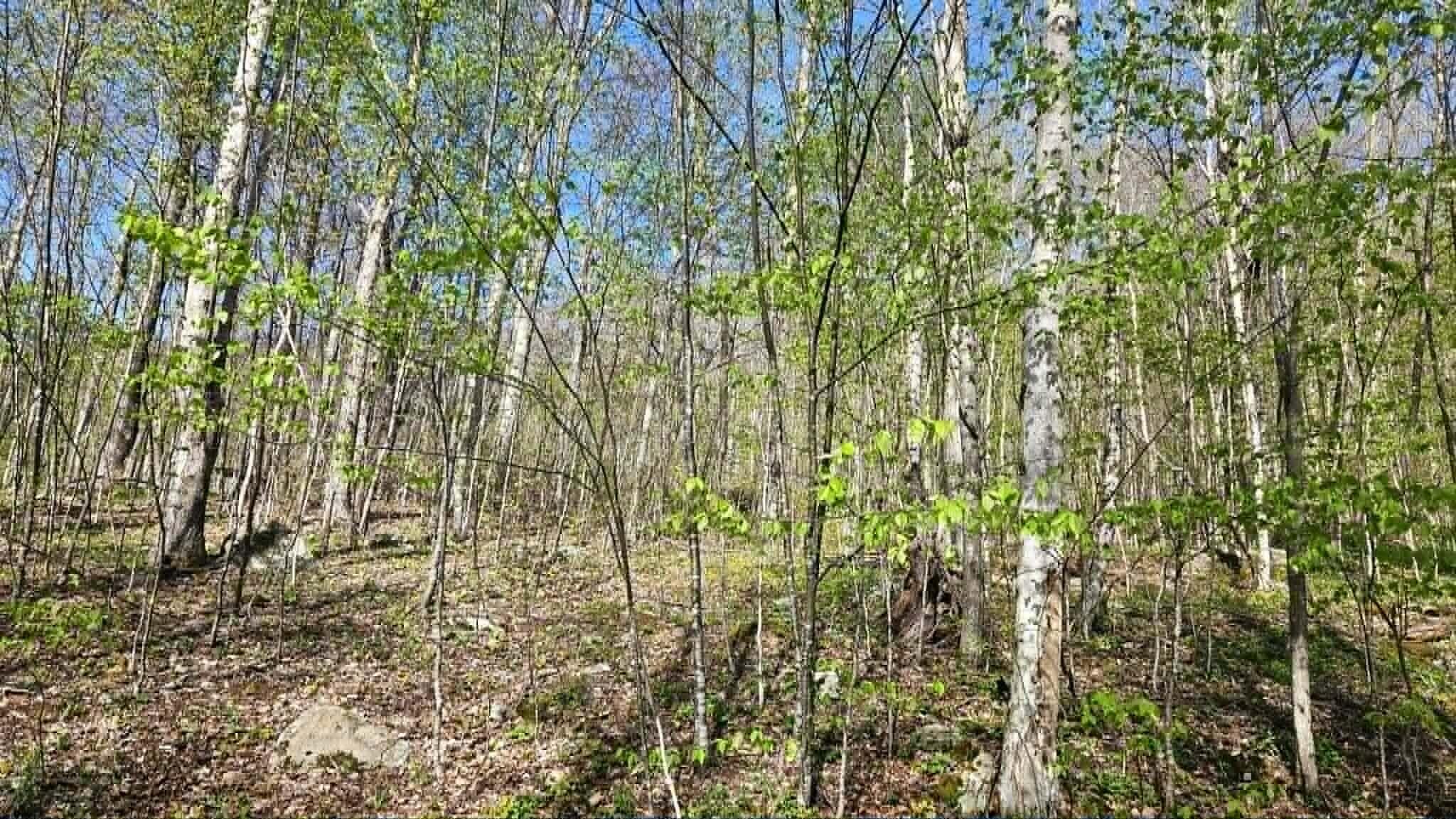 Image 4: Lot 36 Hideaway