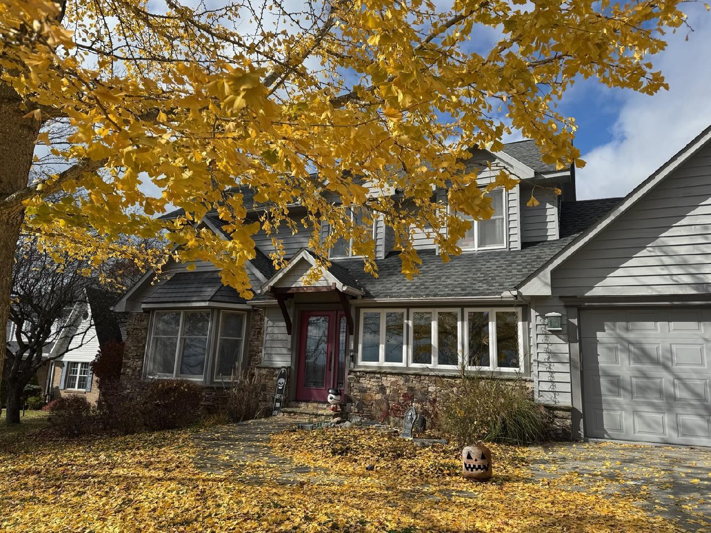 Image 2: Ginko tree in the fall