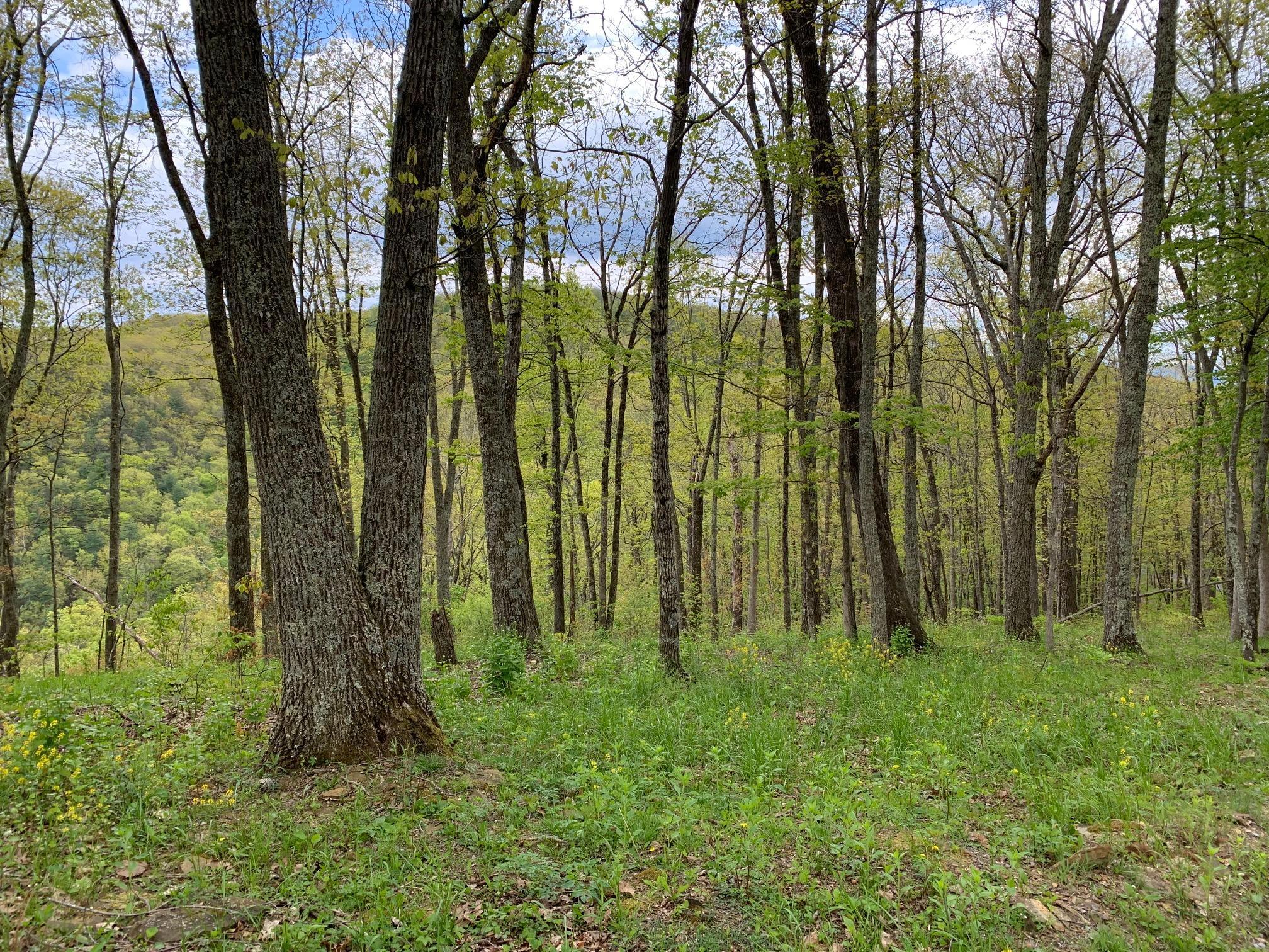 Image 3: Vann Lot 123 Pic 4
