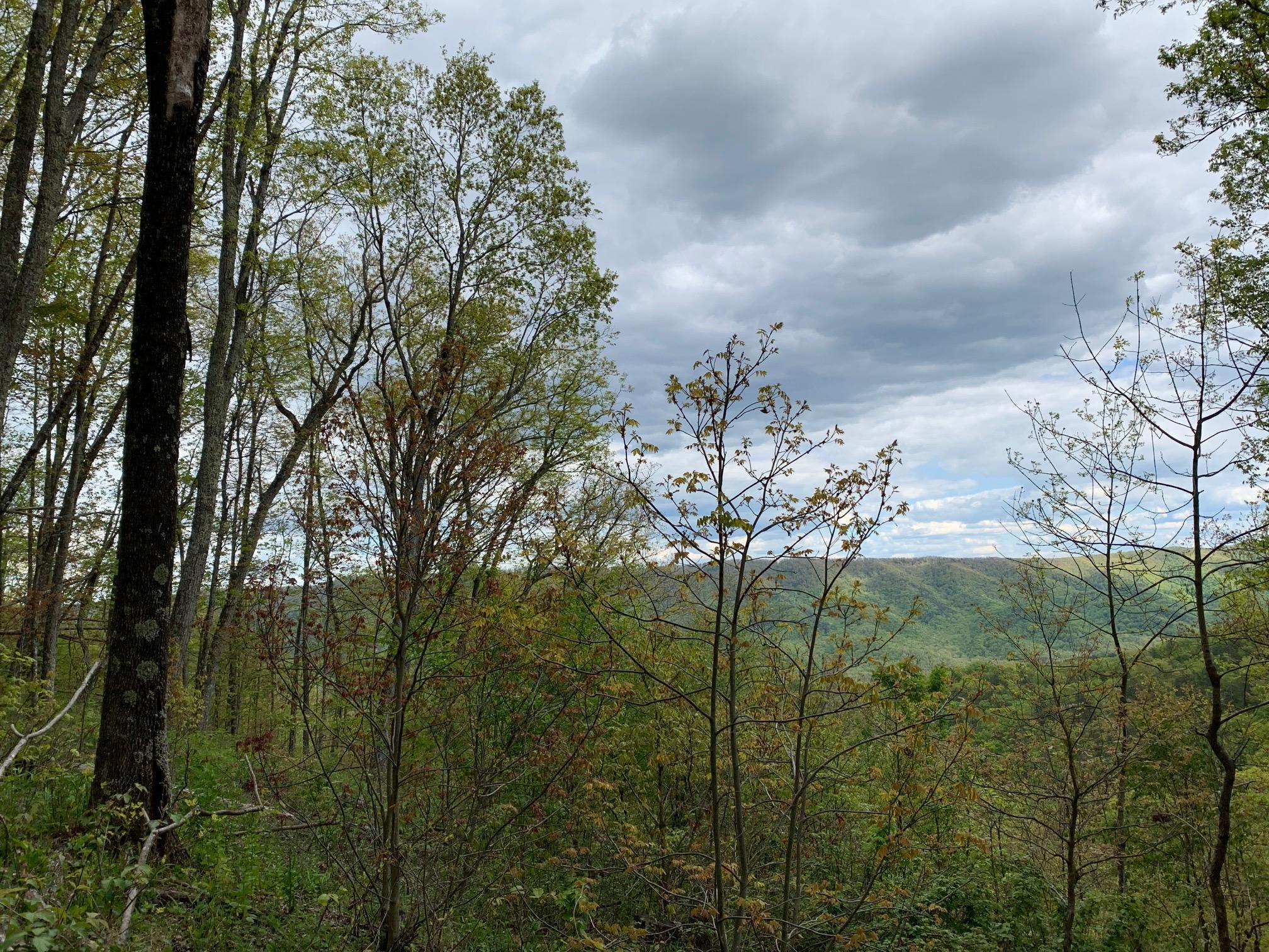 Image 4: Vann Lot 123 Pic 8