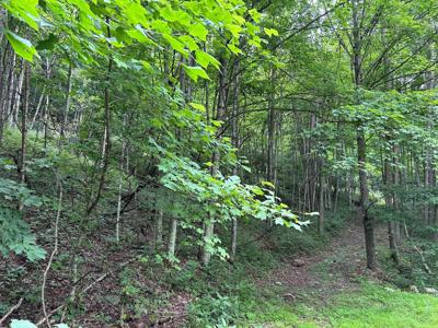 2360 Robins Fork Rd