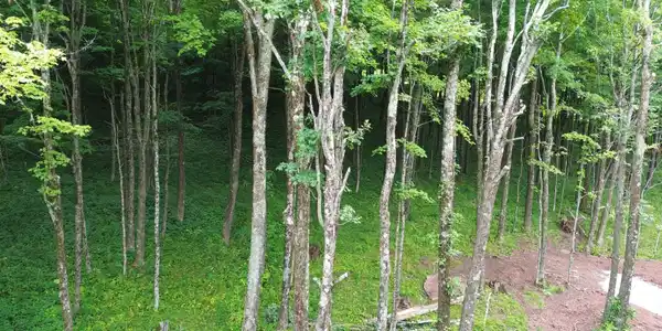 Image 4: image 805652