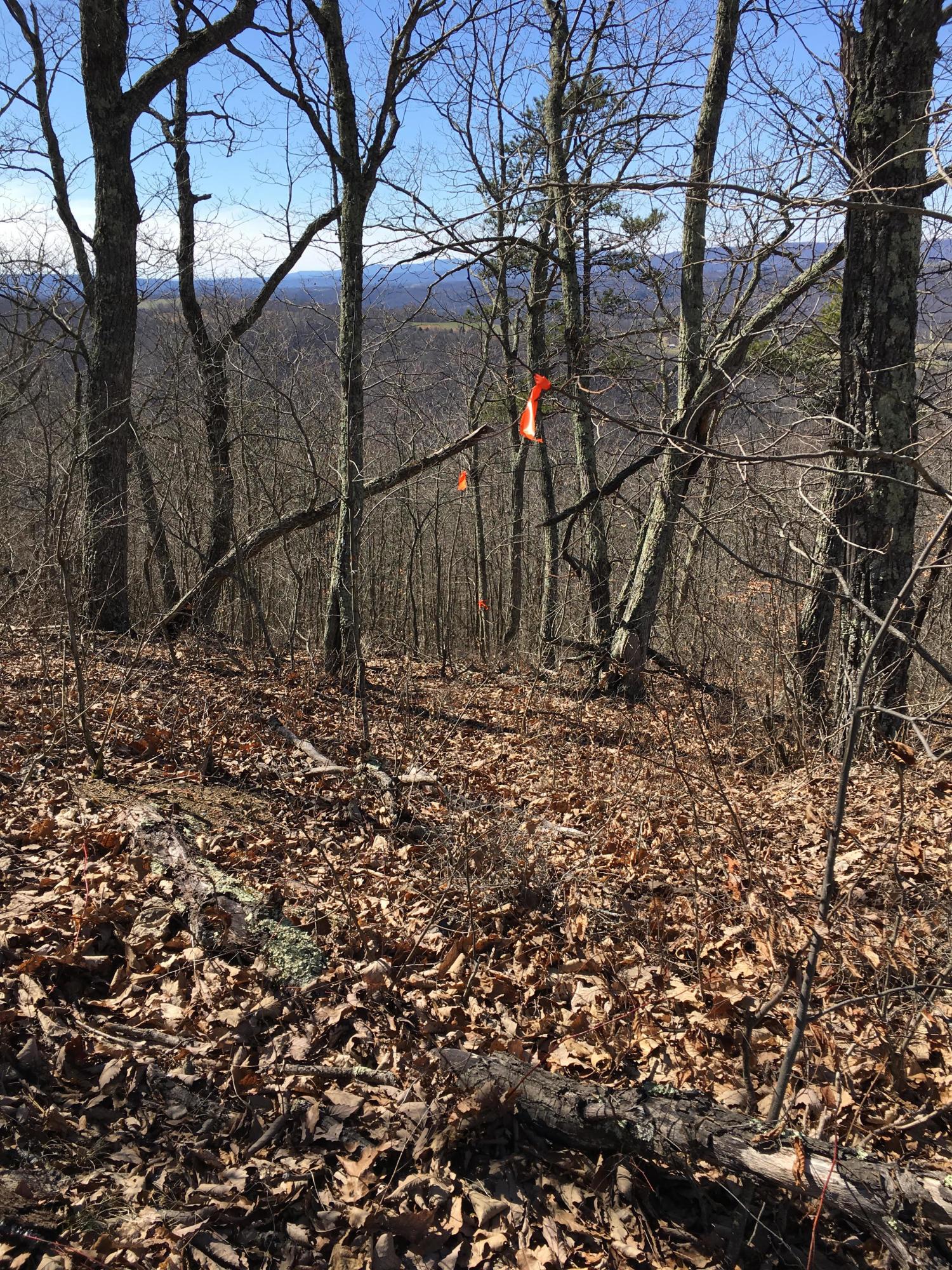 Image 2: Lot 63 View