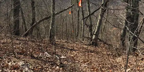 Image 2: Lot 63 View