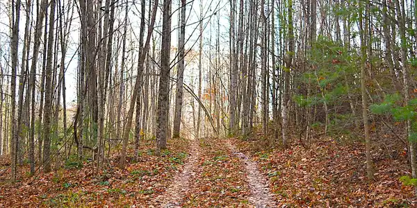 Image 3: Nice Trails!