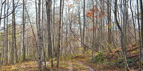 Image 4: Trail View