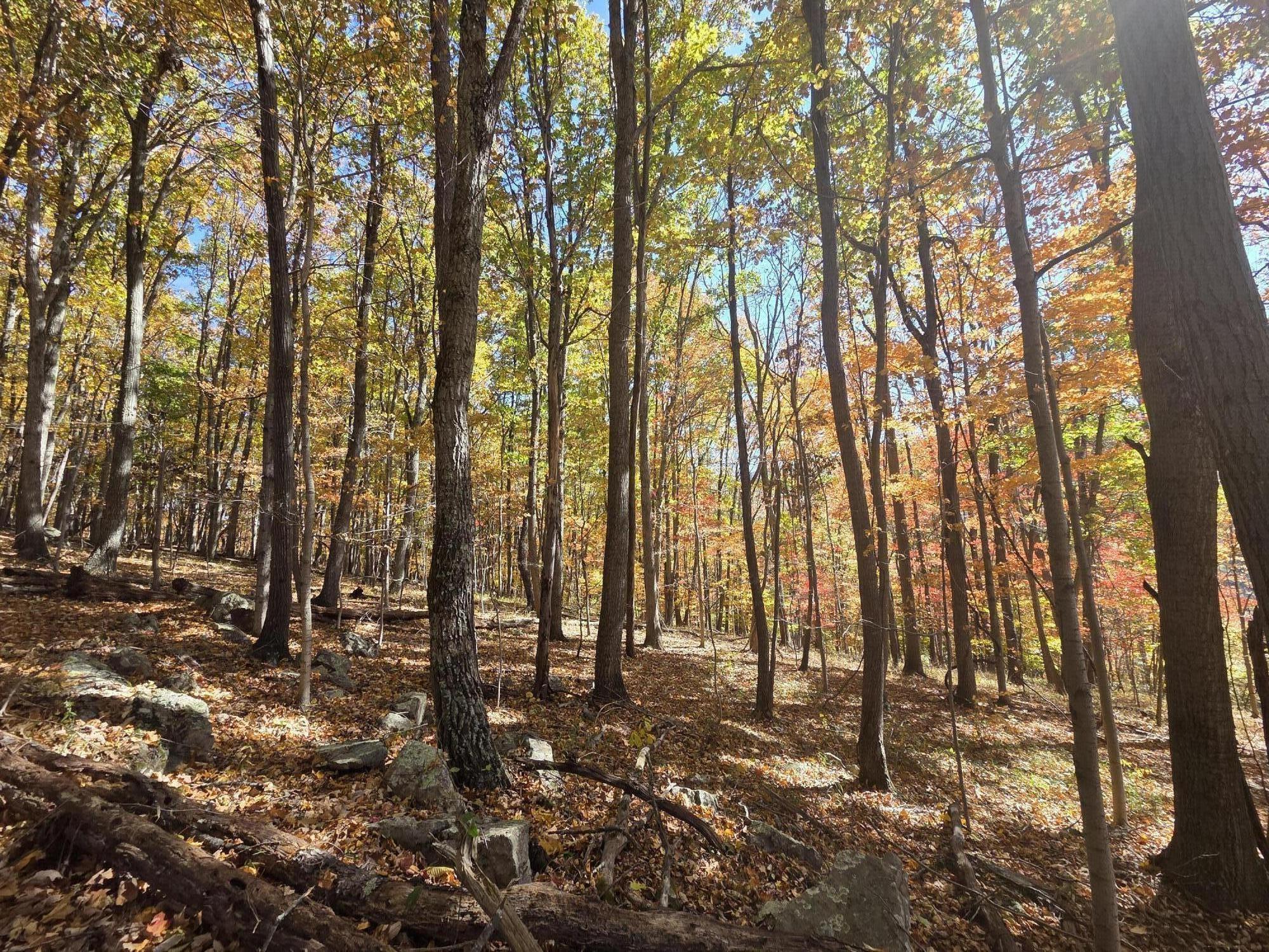 Image 2: wooded