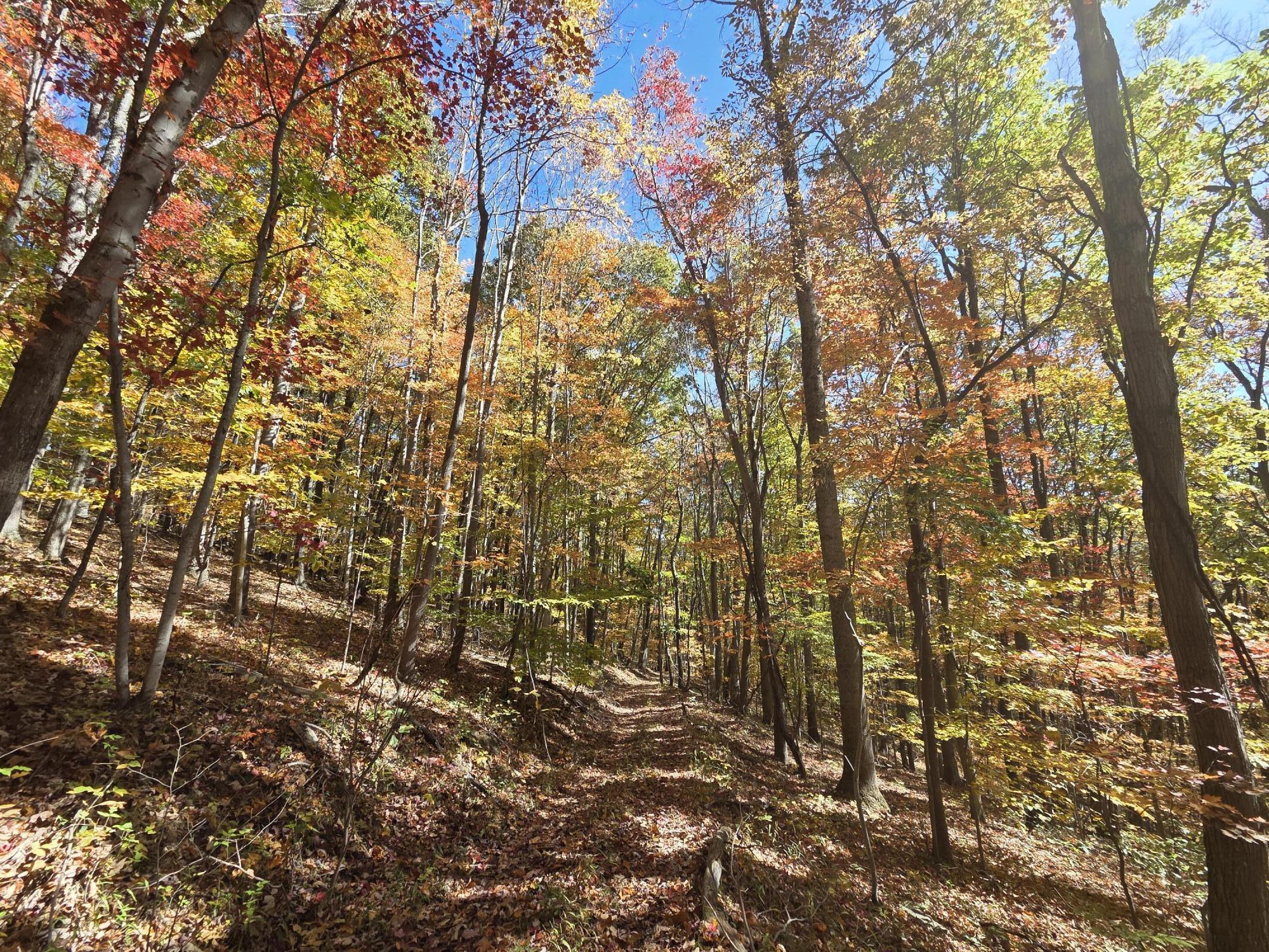 Image 3: trail