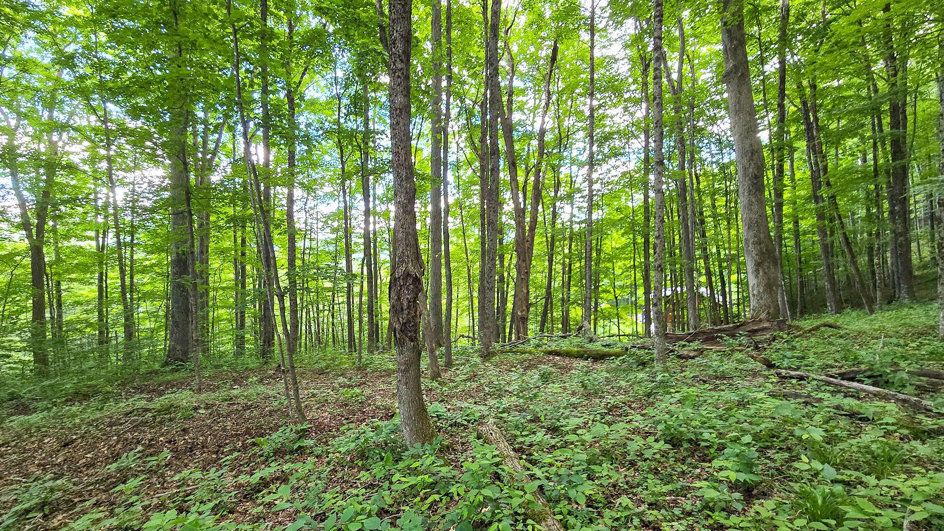 Image 1: Lot 13 Lower Cherry Grove
