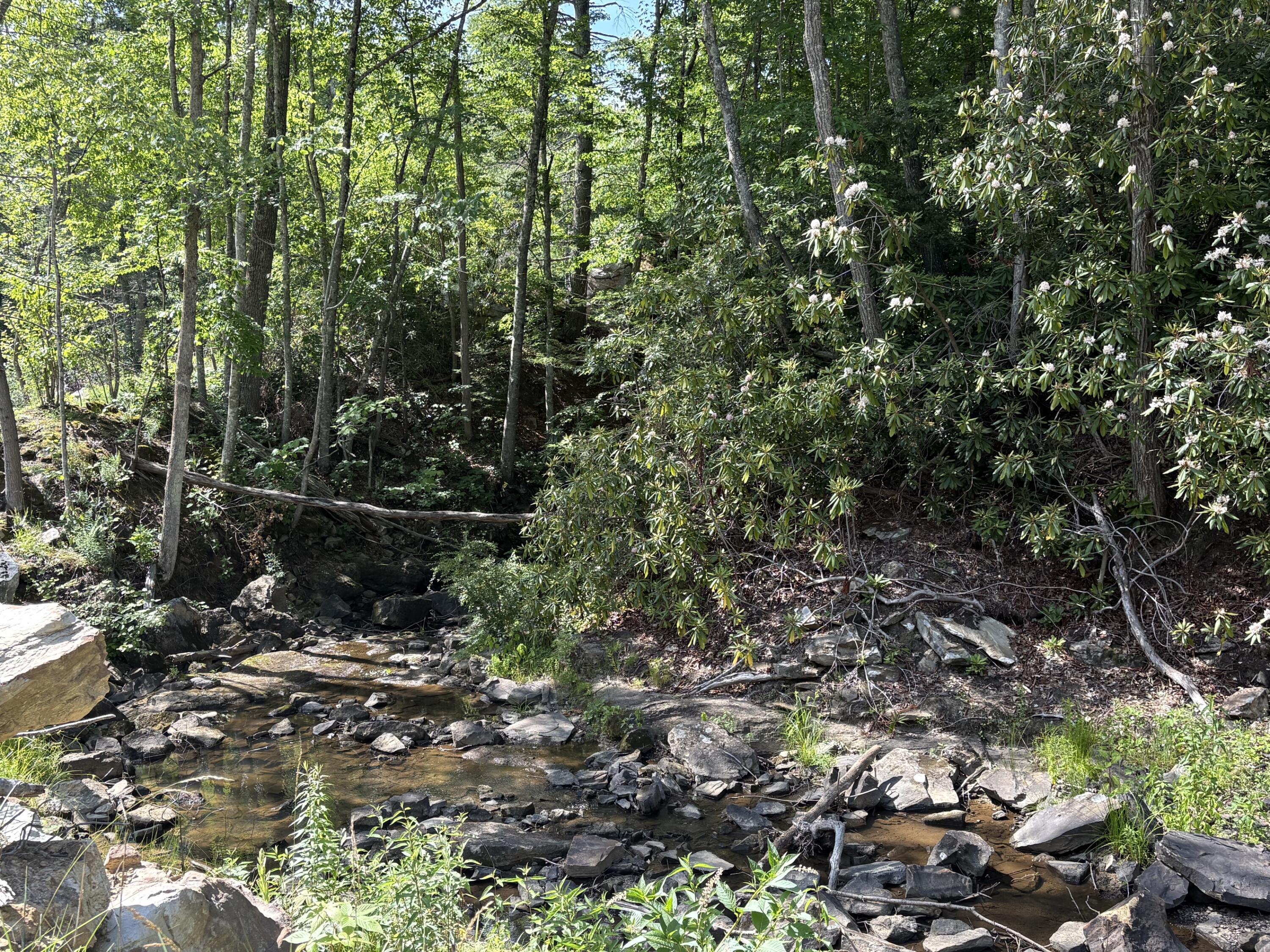 Image 2: IMG_6545