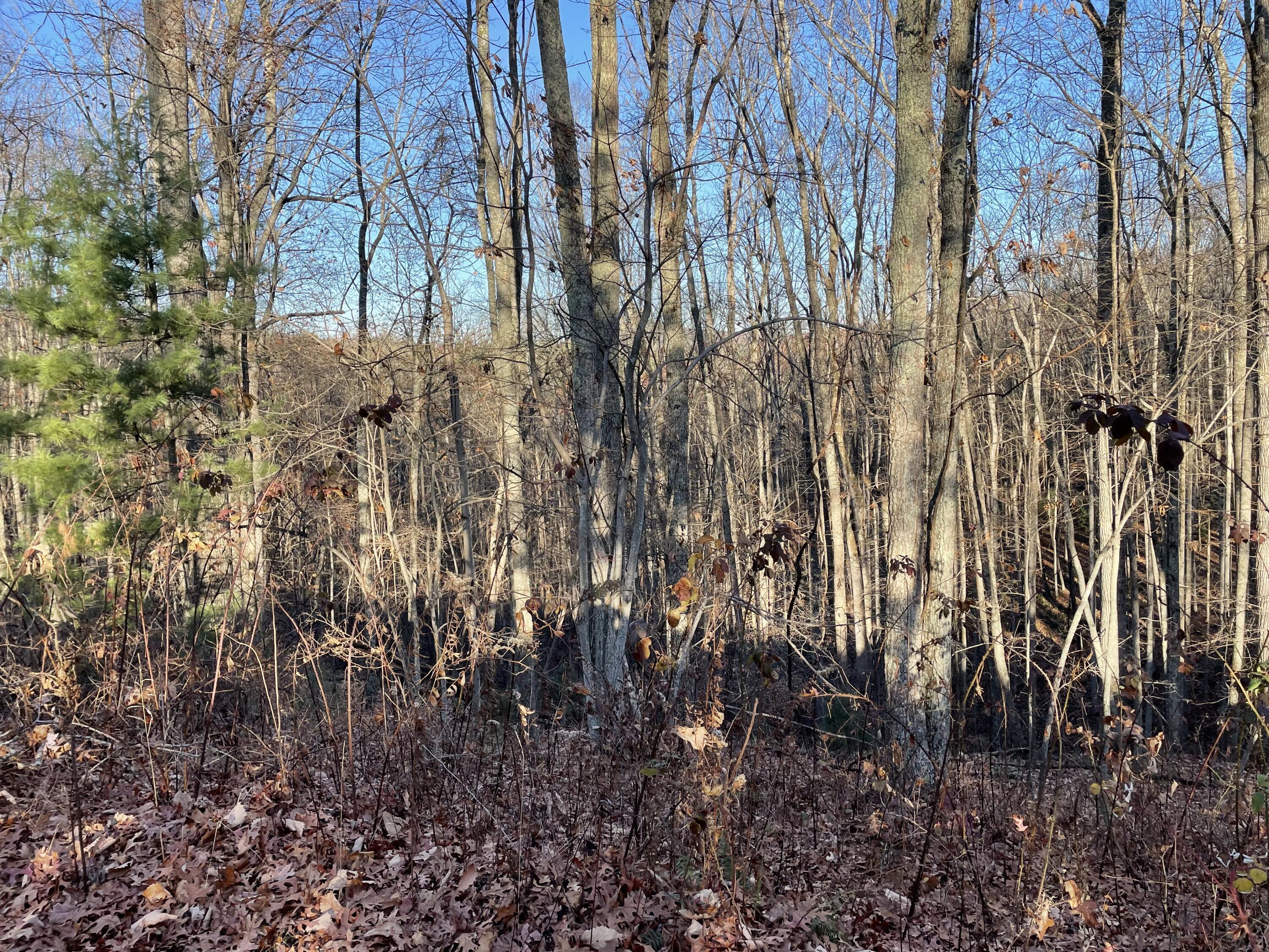 Image 3: IMG_1461