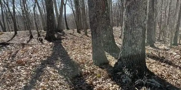 Image 2: Lot 145