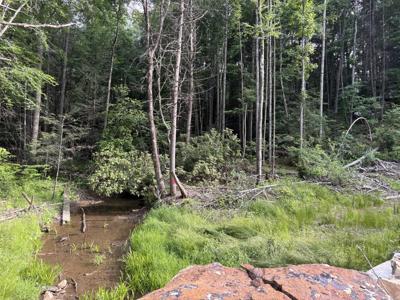 121 Acres Rt 20, Pipestem