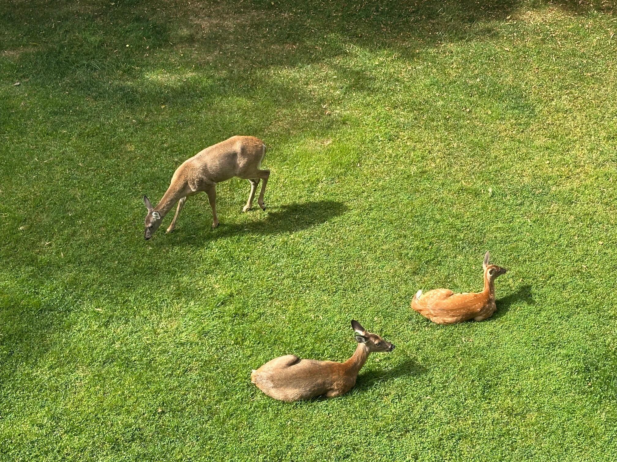 Image 2: View off the back porch