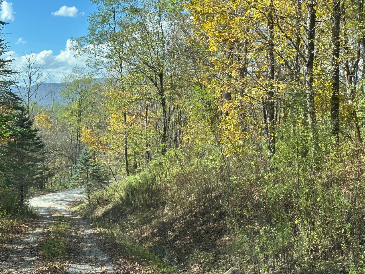 Image 4: shared driveway