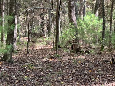 Asbury Trace Lot 24