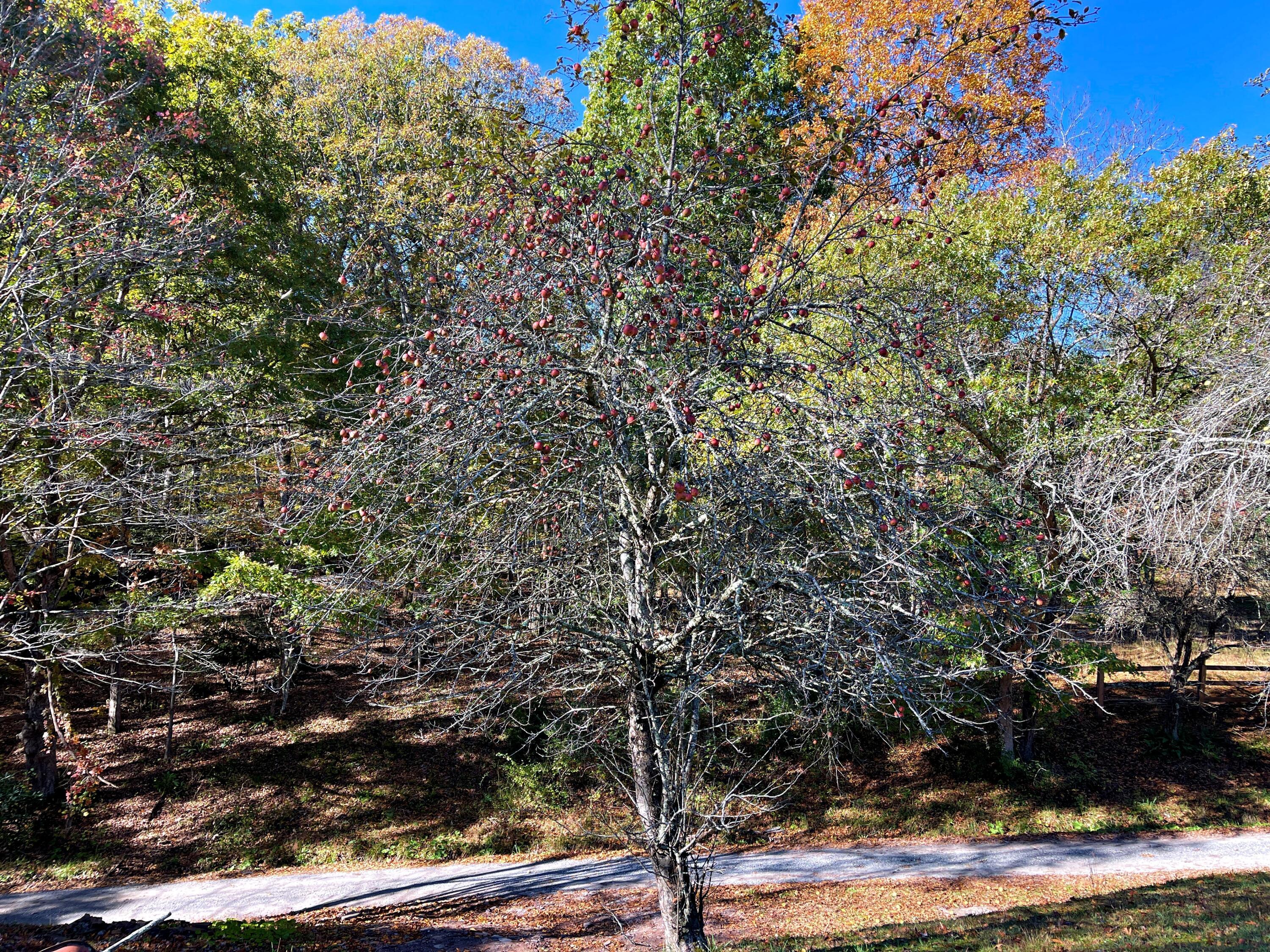 Image 4: apple trees