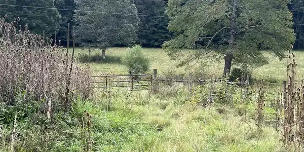 Image 3: IMG_5377