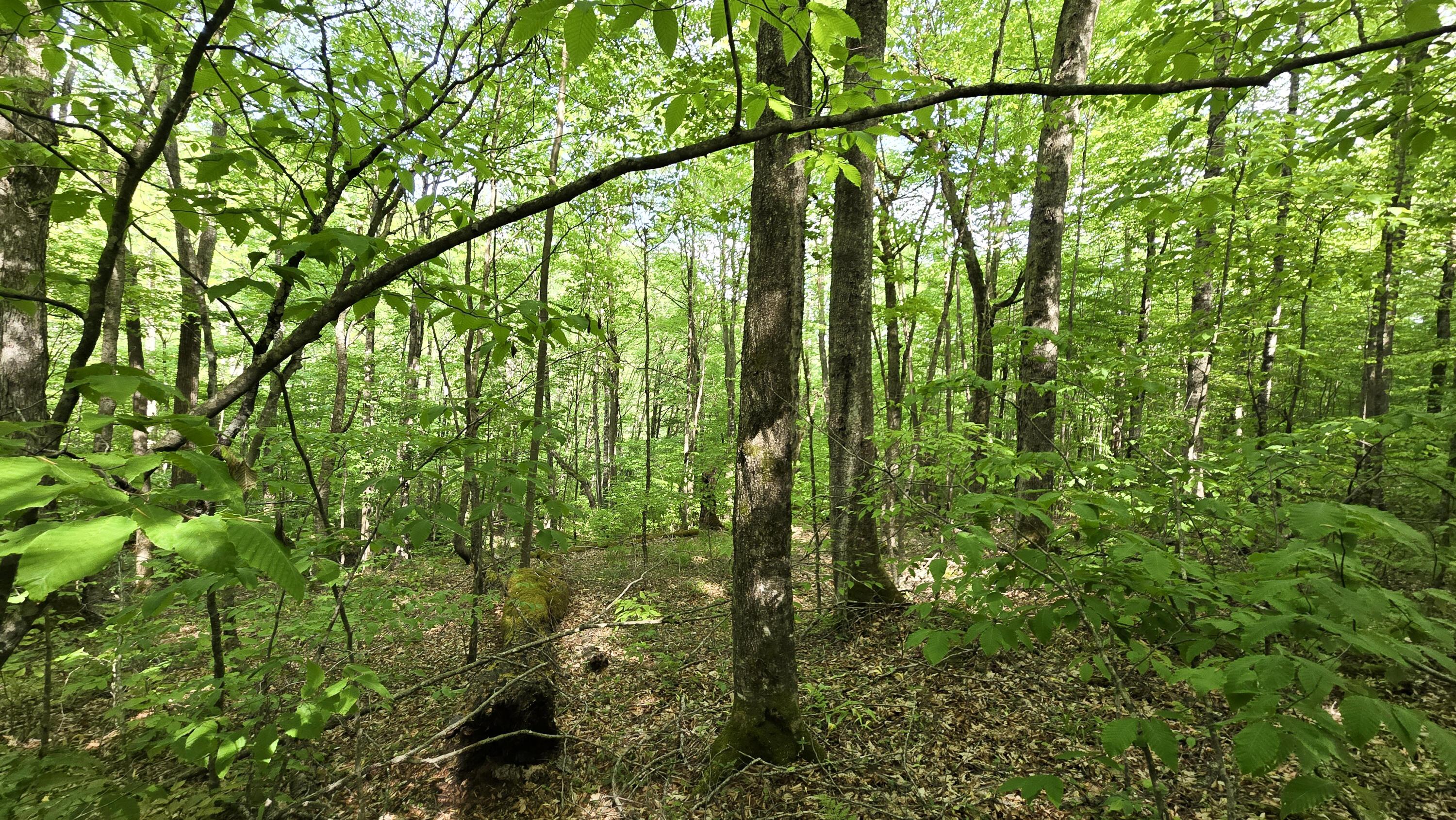 Image 3: Wooded Lot