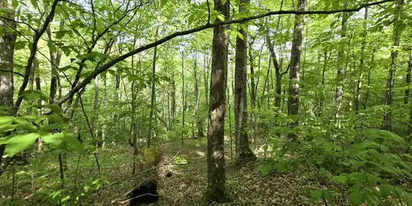 Image 3: Wooded Lot