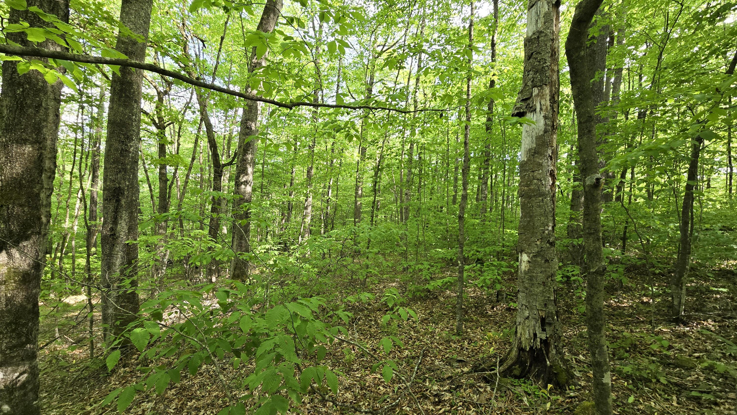 Image 4: Buildable Acreage