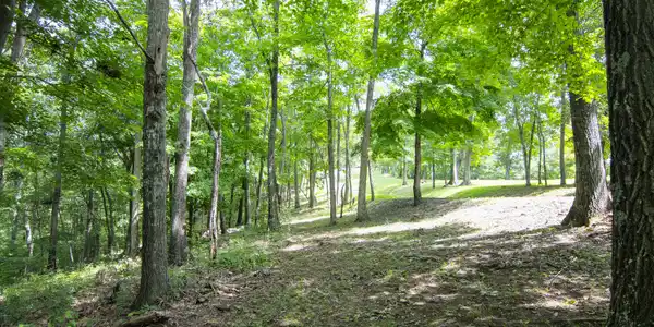 Image 2: MRL_0441