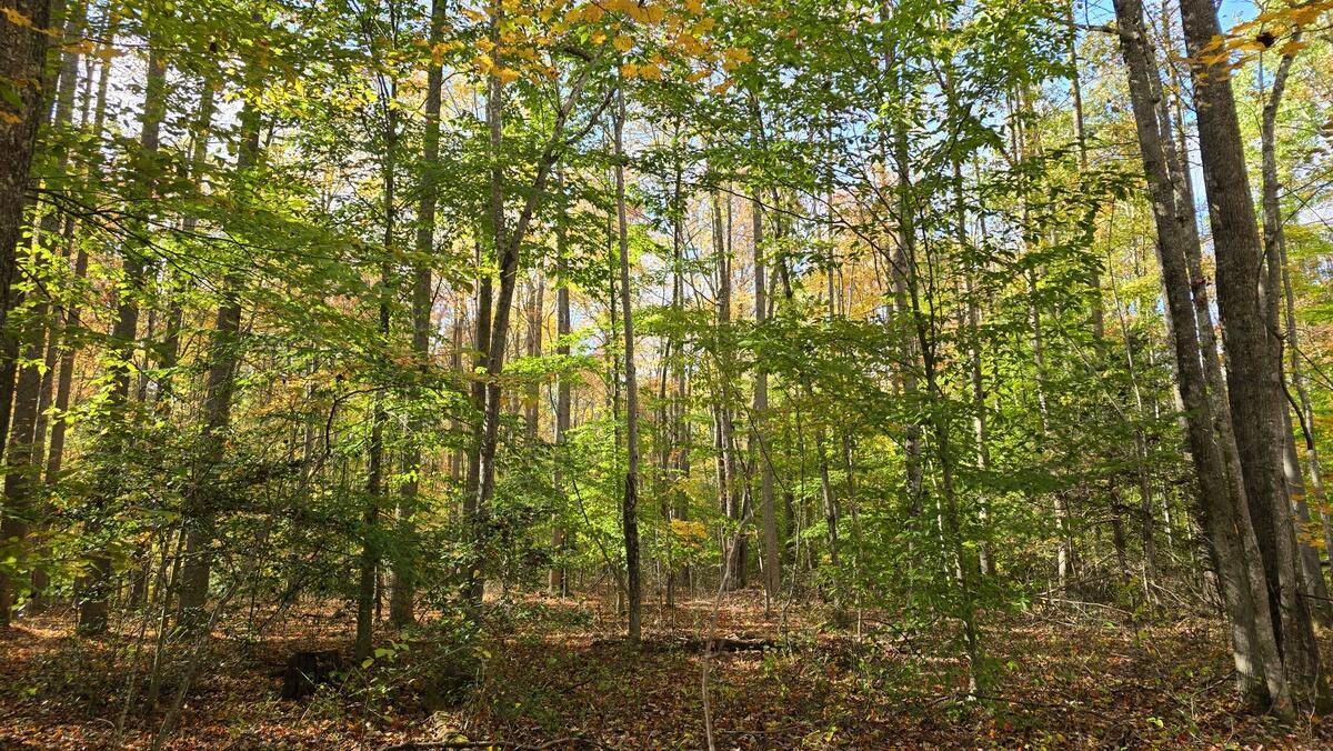 Image 3: Bridgeview Lot 25 101