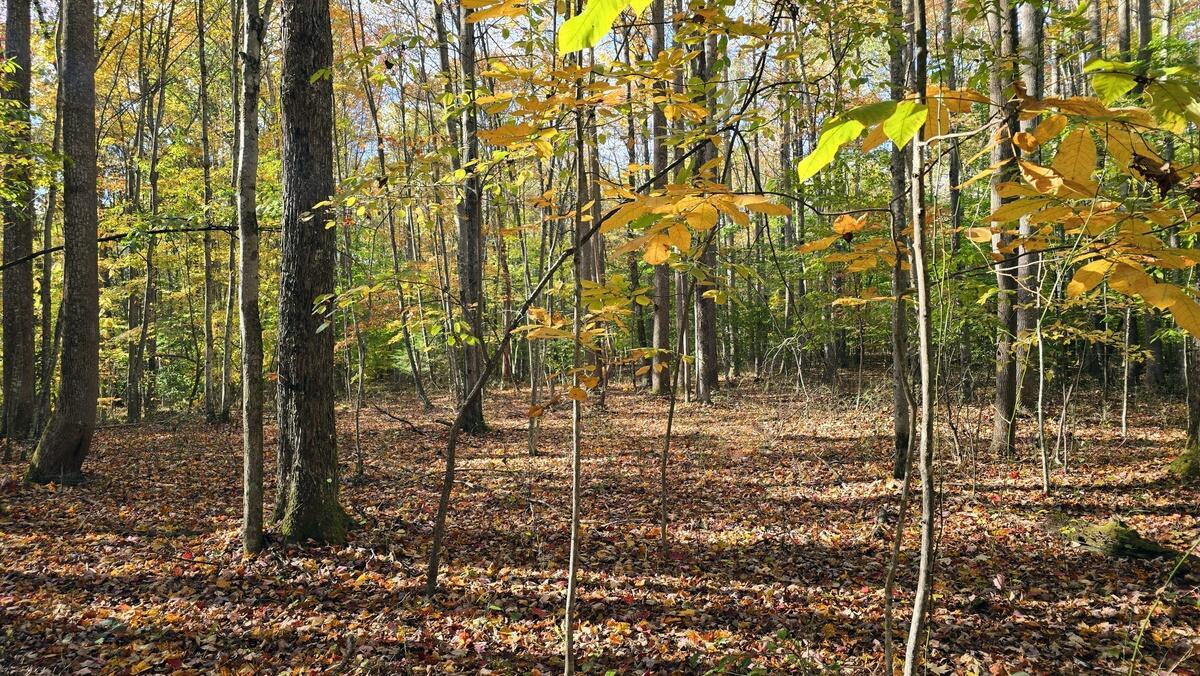 Image 4: Bridgeview Lot 25 102