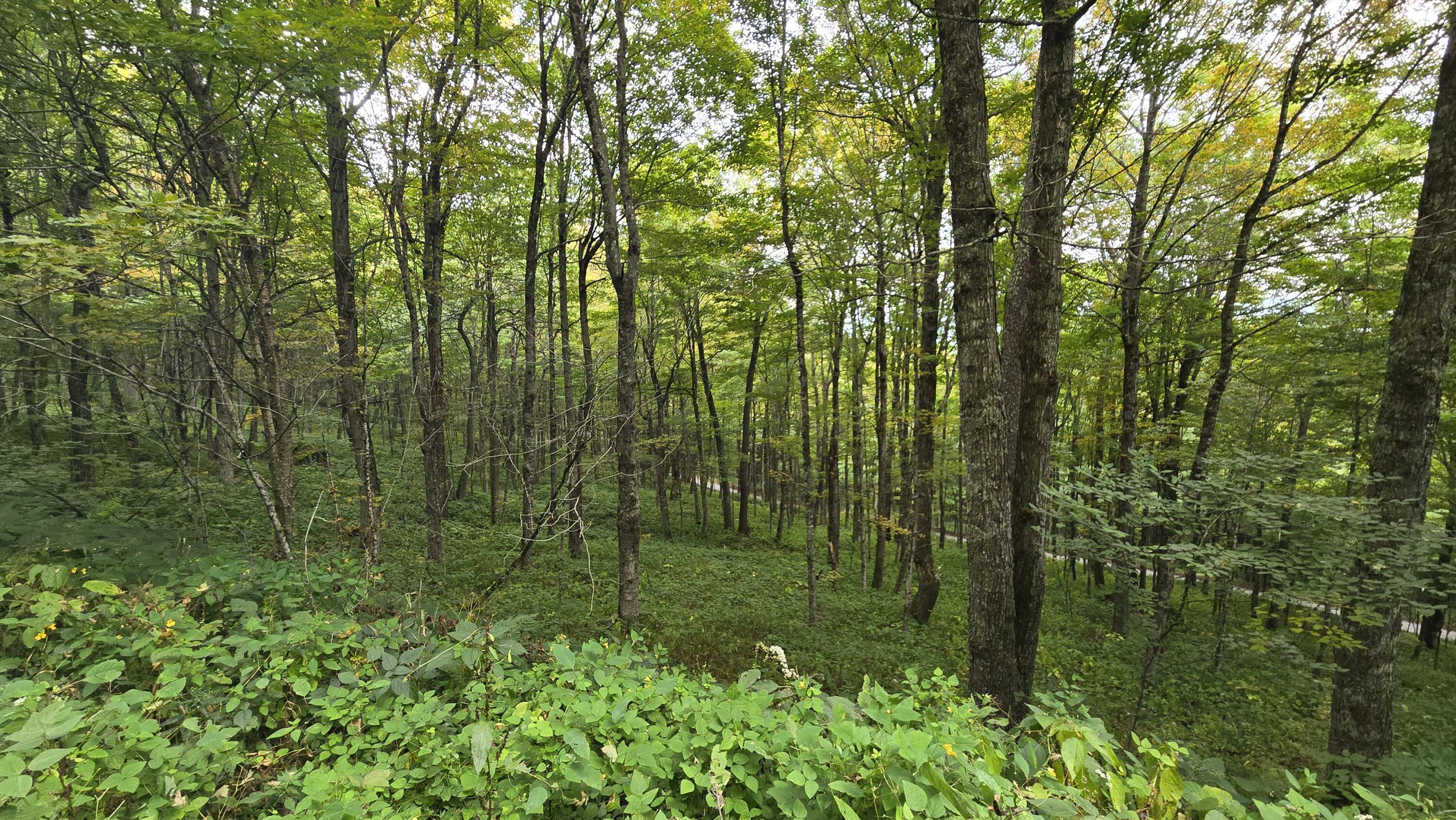 Image 4: Road access to top of lot