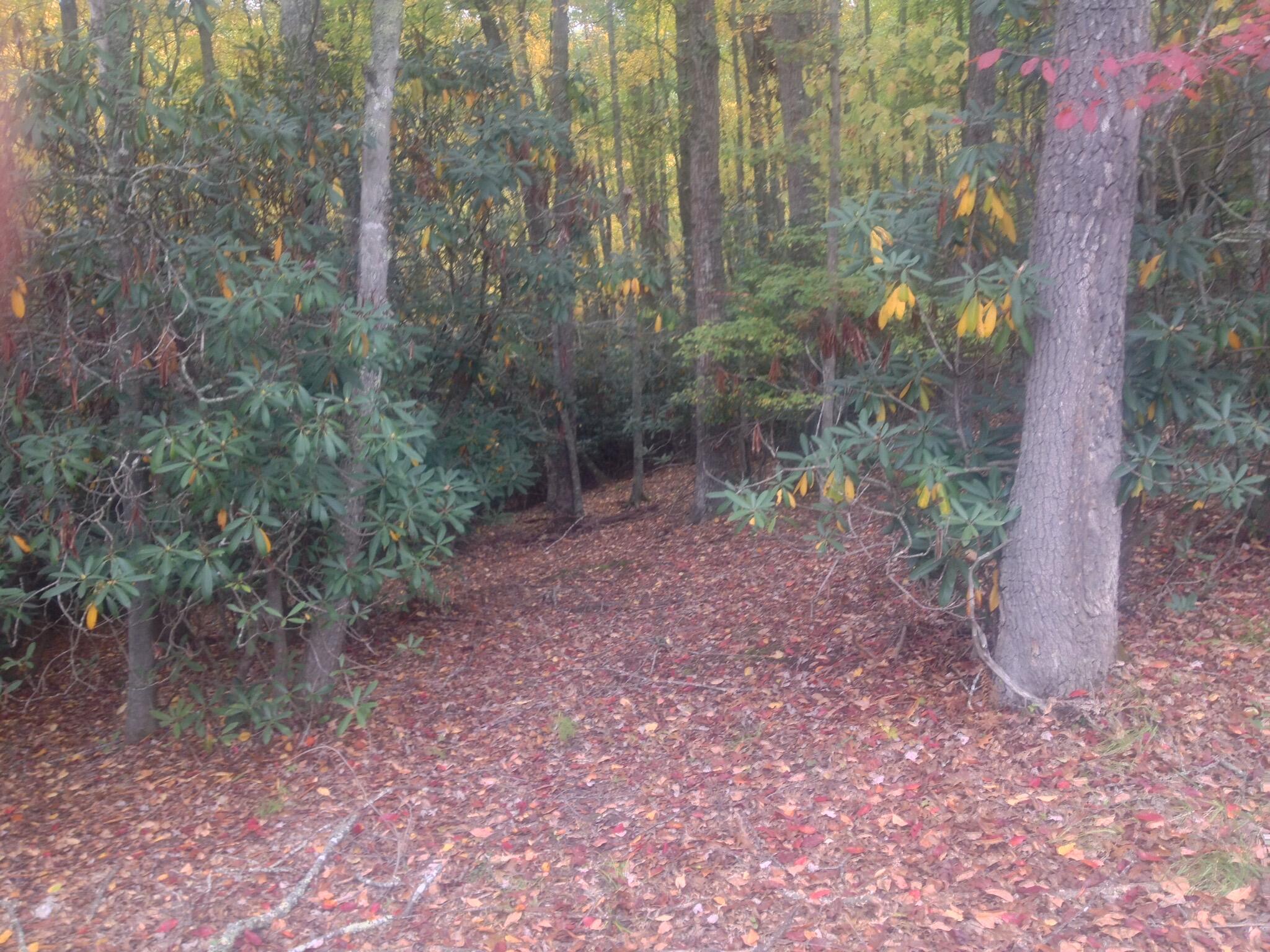 Image 1: DL Bluff Property