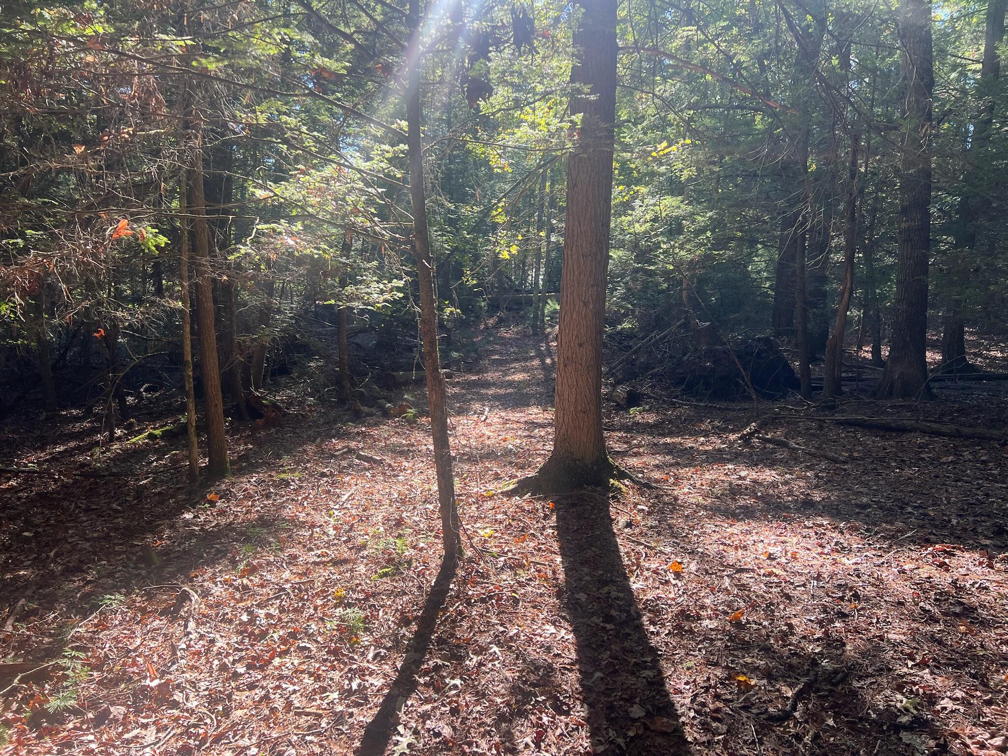 Image 3: IMG_0741