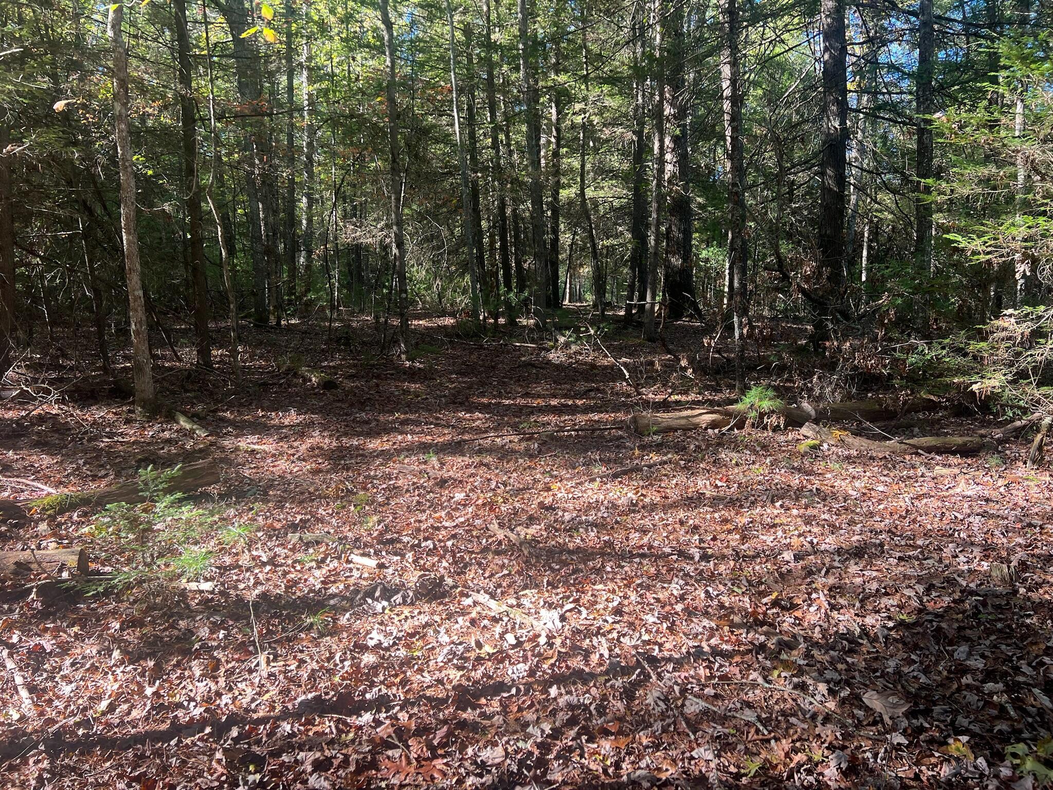 Image 4: IMG_0740