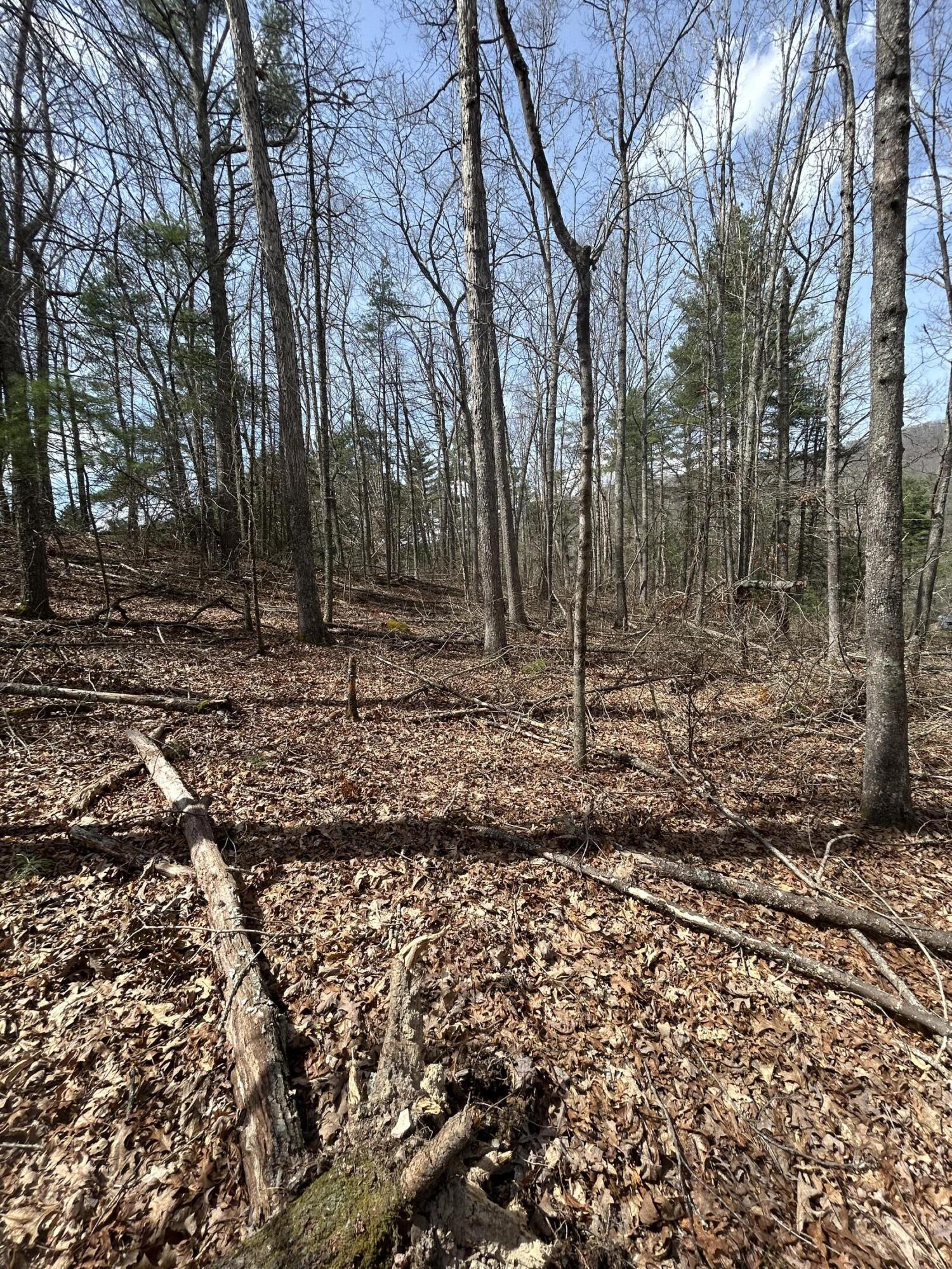Image 4: IMG_4095