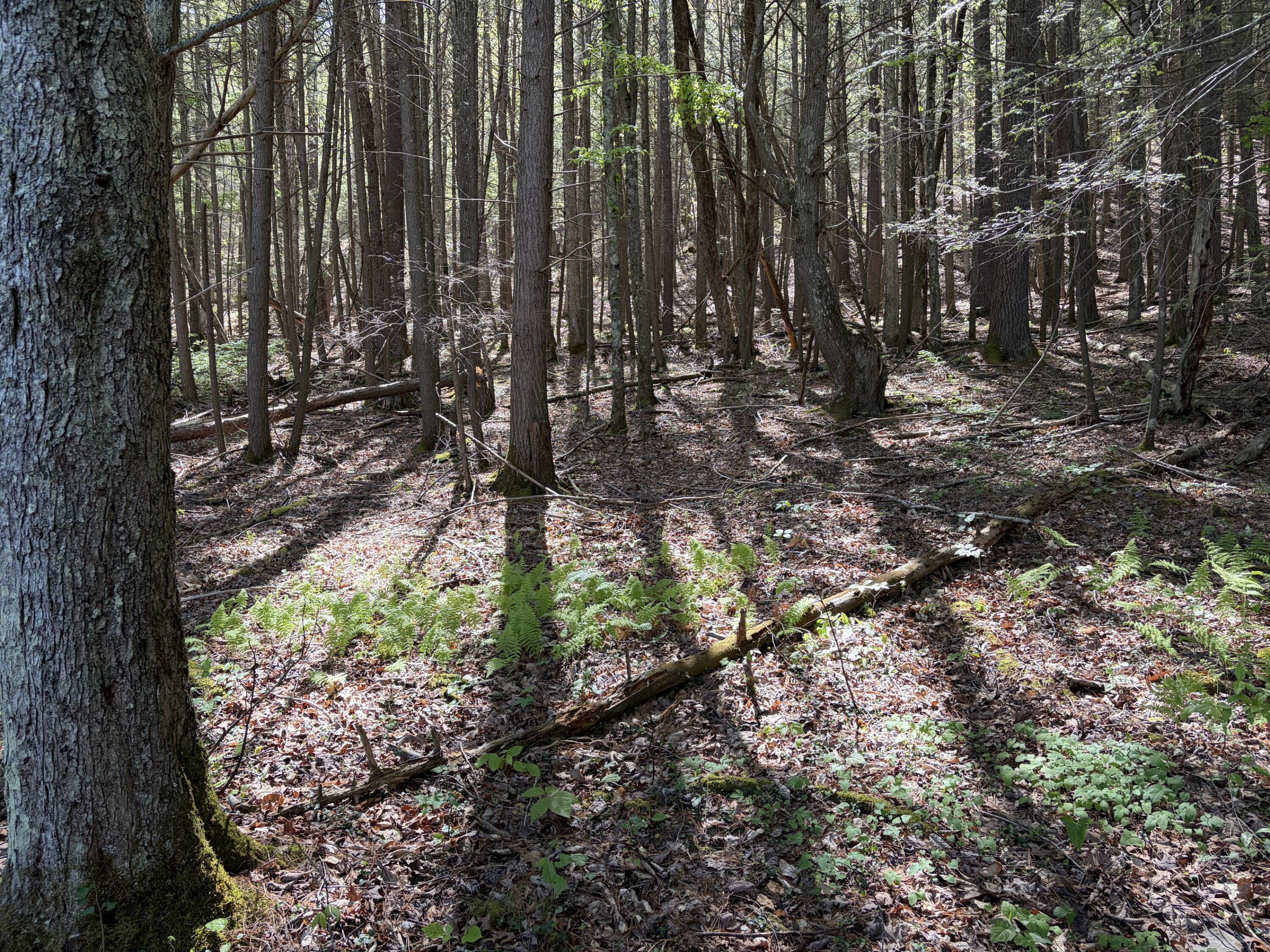 Image 2: Pocahontas Trail