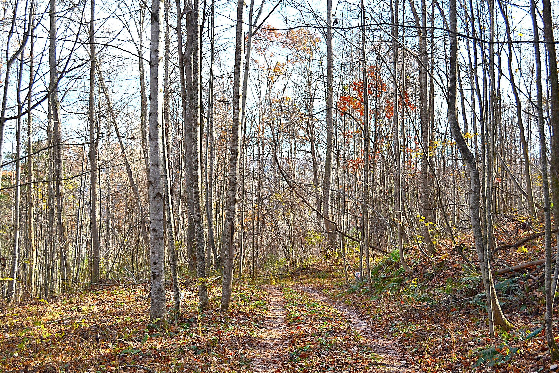 Image 4: Trail View