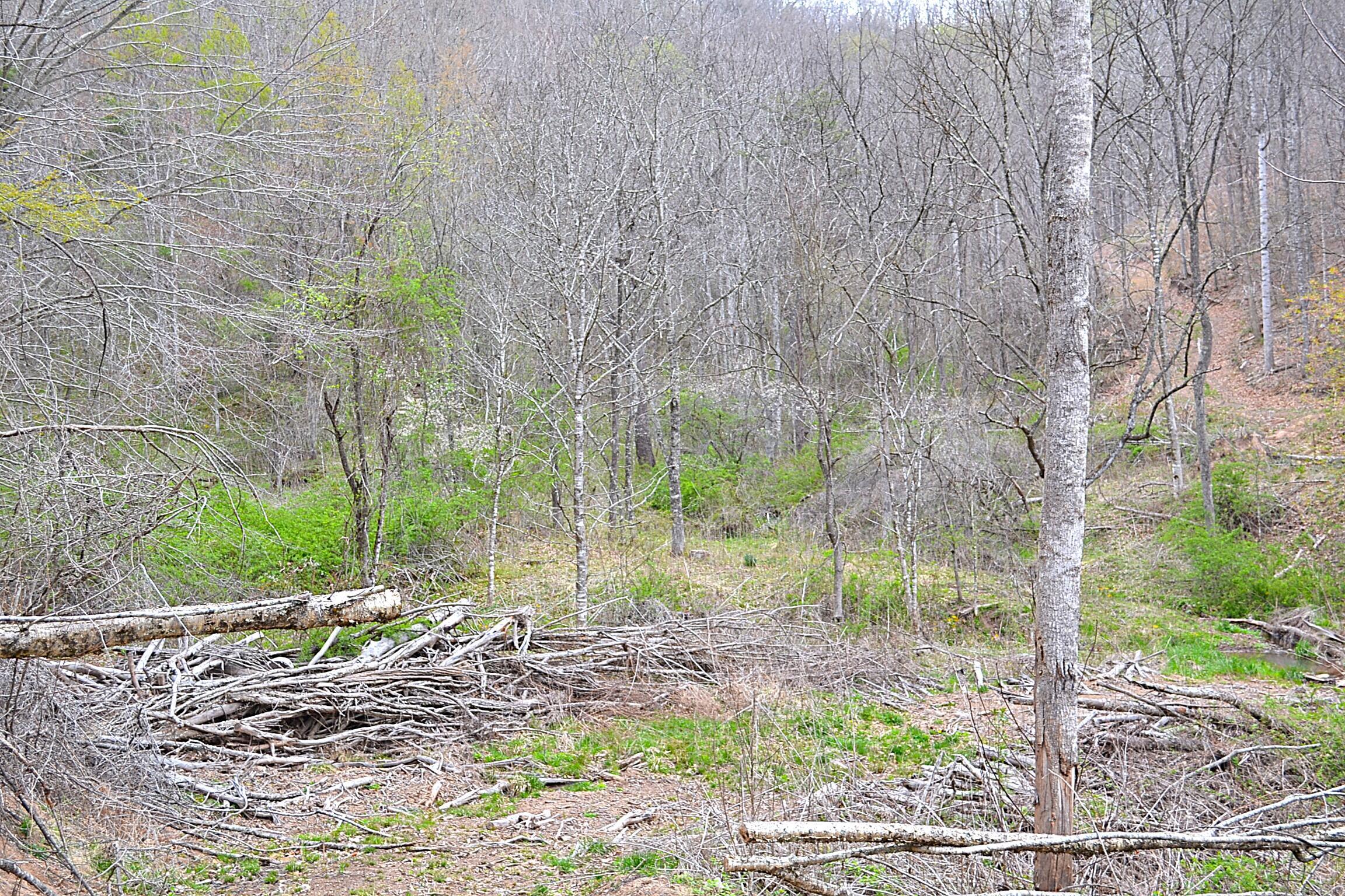 Image 3: Lots Of Downed Firewood