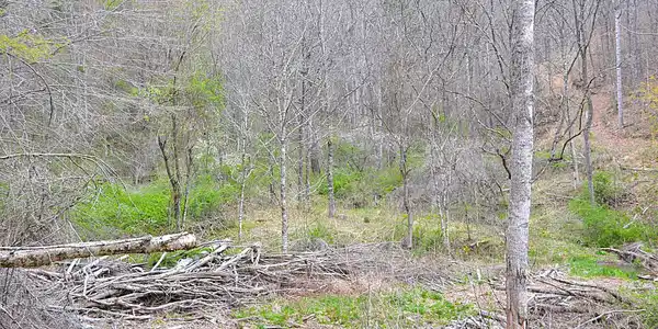 Image 3: Lots Of Downed Firewood
