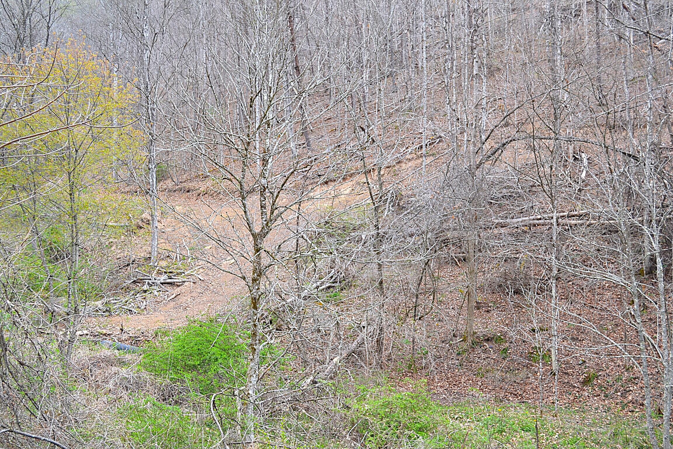 Image 4: Numerous Trails