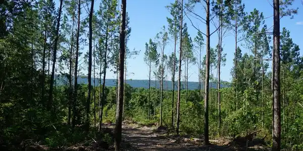 XXX PALMER MOUNTAIN Road Lot Lot 1