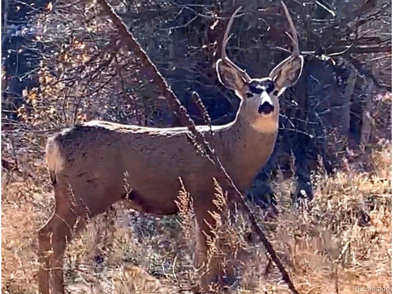 Image 3: Buck on the property Image 3: Buck on the property