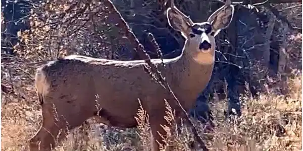 Image 3: Buck on the property Image 3: Buck on the property