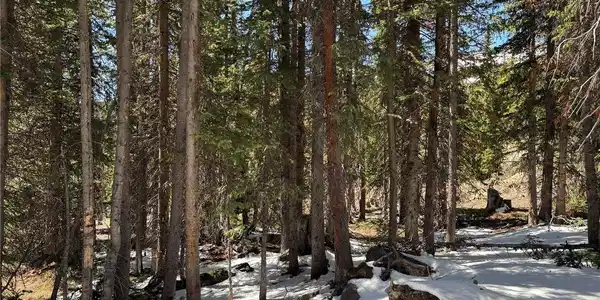 Image 3: Richly forested parcel offering privacy and mountain ambiance Image 3: Richly forested parcel offering privacy and mountain ambiance