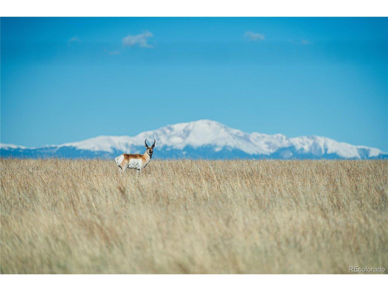 Image 3: Pronghorn Antelope