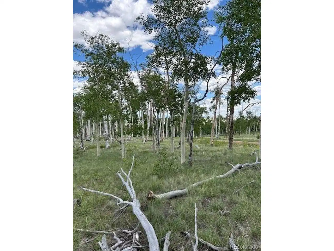 Image 1: Summer Aspen Trees