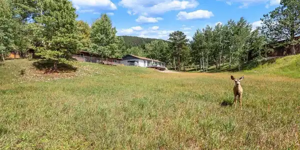 Image 2: Back yard! Wildlife abounds! Image 2: Back yard! Wildlife abounds!
