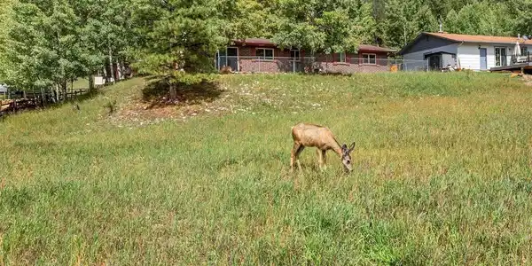 Image 3: Back yard! Wildlife abounds! Image 3: Back yard! Wildlife abounds!