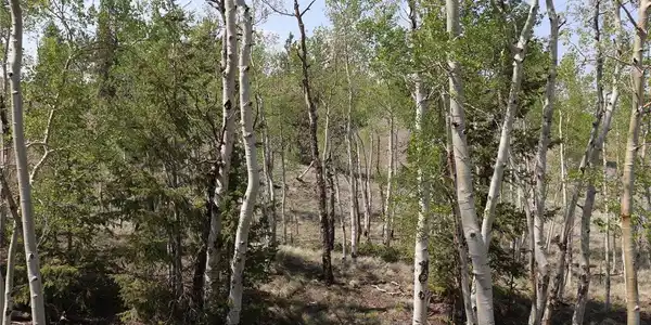 Image 3: Aspen Grove Image 3: Aspen Grove