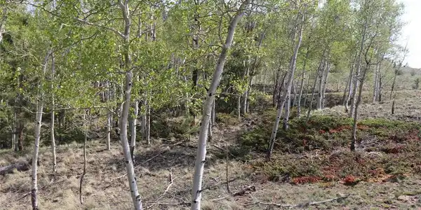 Image 4: Close to National Forest Image 4: Close to National Forest