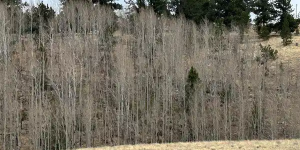 Image 2: Aspen Trees are Mature