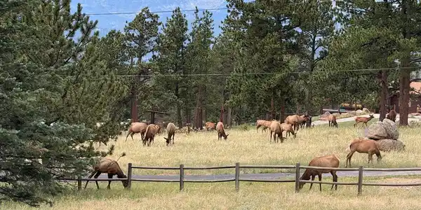 Image 2: Enjoy the quintessential Estes Park experience with elk frequently seen in the surrounding neighborhood and spectacular mountain views beyond. Image 2: Enjoy the quintessential Estes Park experience with elk frequently seen in the surrounding neighborhood and spectacular mountain views beyond.